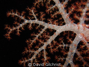 Close up, Soft Coral, Chuuk Lagoon-Night Dive by David Gilchrist 